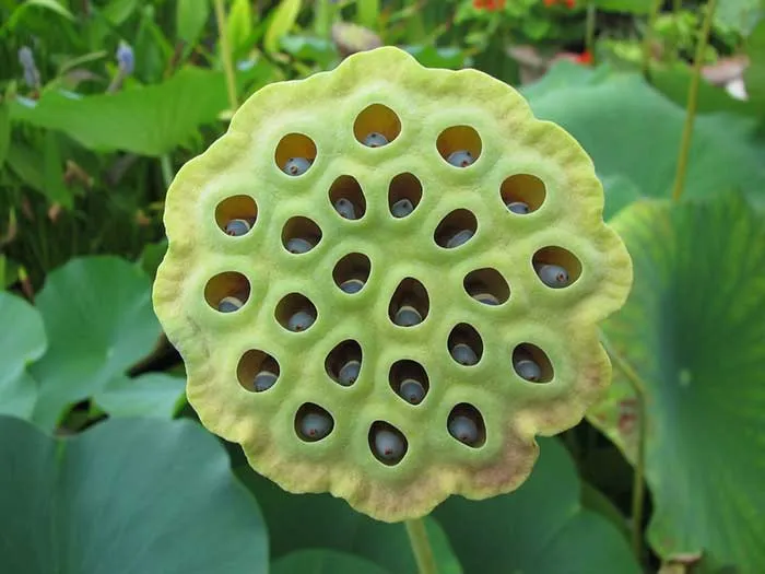 Hội chứng sợ lỗ Trypophobia là gì? Chẩn đoán và cách điều trị | Genetica®